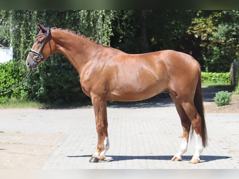 Hanoverian Gelding 4 years 17 hh Chestnut in Ree&#xDF;um