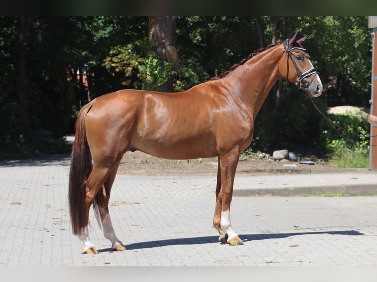 Hanoverian Gelding 4 years 17 hh Chestnut in Ree&#xDF;um