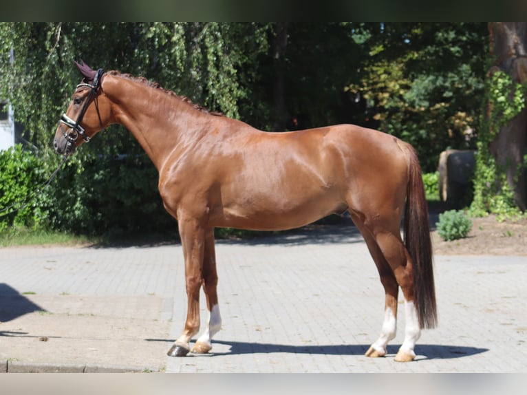 Hanoverian Gelding 4 years 17 hh Chestnut in Ree&#xDF;um