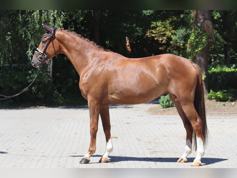 Hanoverian Gelding 4 years 17 hh Chestnut in Ree&#xDF;um