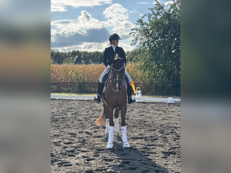 Hanoverian Gelding 4 years 17 hh Chestnut in Ree&#xDF;um