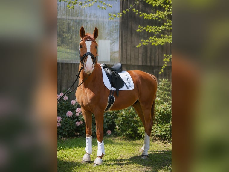 Hanoverian Gelding 4 years 17 hh Chestnut-Red in Fürstenau