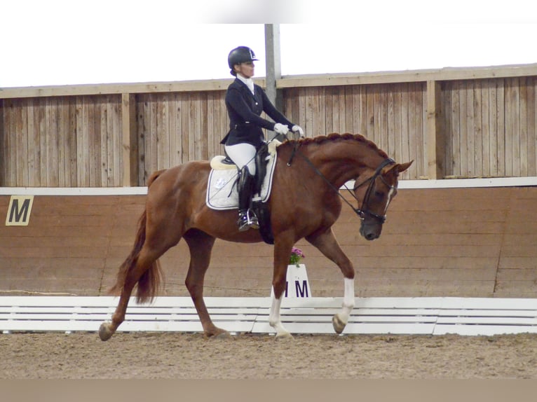 Hanoverian Gelding 4 years 17 hh Chestnut-Red in Kloster Lehnin