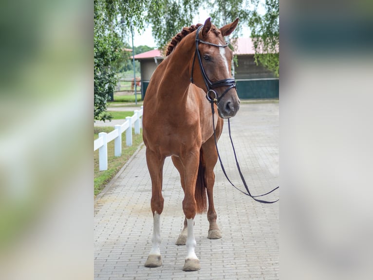 Hanoverian Gelding 4 years 17 hh Chestnut-Red in Kloster Lehnin