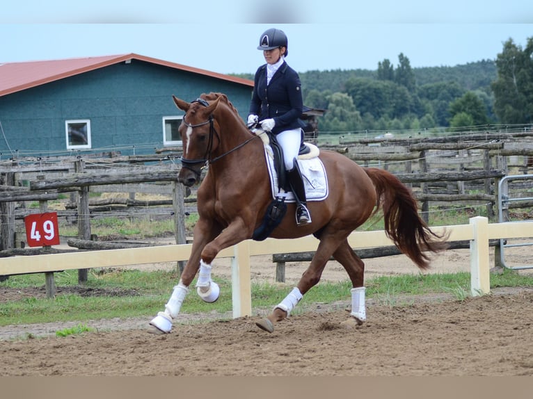 Hanoverian Gelding 4 years 17 hh Chestnut-Red in Kloster Lehnin