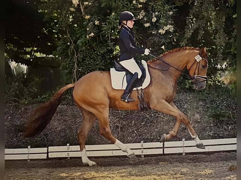 Hanoverian Gelding 4 years 17 hh Chestnut-Red in Rhede