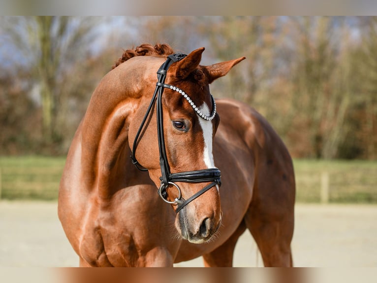 Hanoverian Gelding 4 years 17 hh Chestnut-Red in Riedstadt