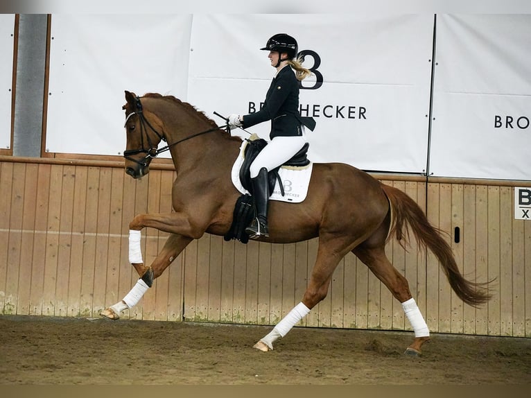Hanoverian Gelding 4 years 17 hh Chestnut-Red in Riedstadt