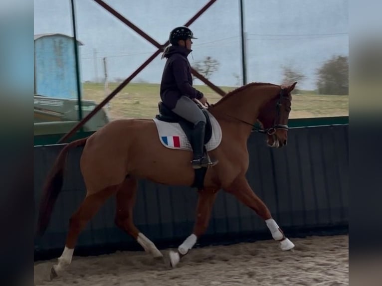 Hanoverian Gelding 4 years 17 hh Chestnut-Red in Saarbrücken