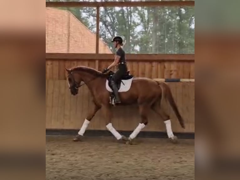Hanoverian Gelding 4 years 17 hh Chestnut-Red in Bonn
