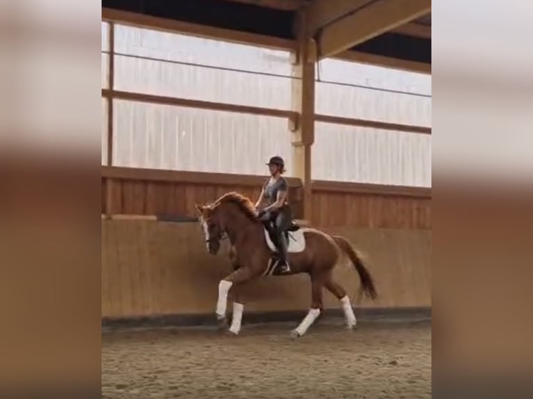 Hanoverian Gelding 4 years 17 hh Chestnut-Red in Bonn
