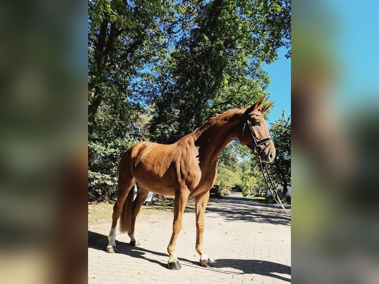 Hanoverian Gelding 4 years 17 hh Chestnut-Red in Barenburg