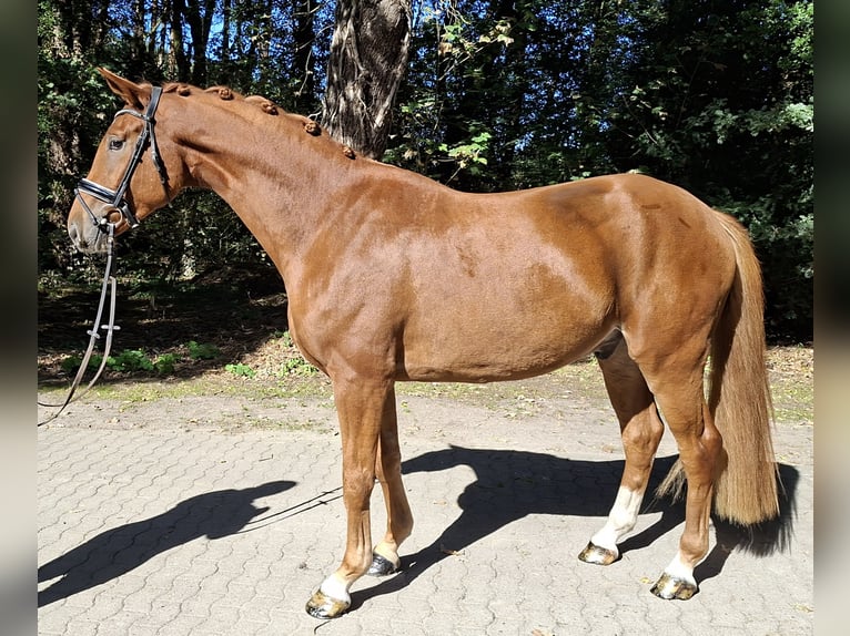 Hanoverian Gelding 4 years 17 hh Chestnut-Red in Barenburg