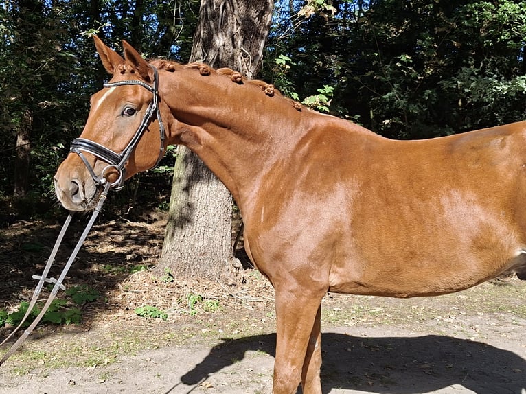 Hanoverian Gelding 4 years 17 hh Chestnut-Red in Barenburg