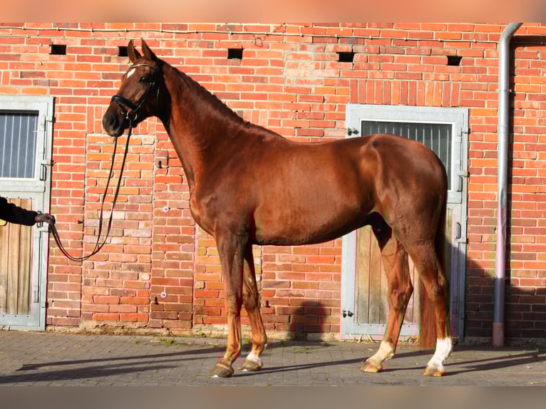 Hanoverian Gelding 4 years 17 hh Chestnut-Red in Dannenberg (Elbe)