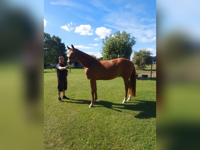 Hanoverian Gelding 4 years 17 hh Chestnut-Red in Bargischow OT Woserow