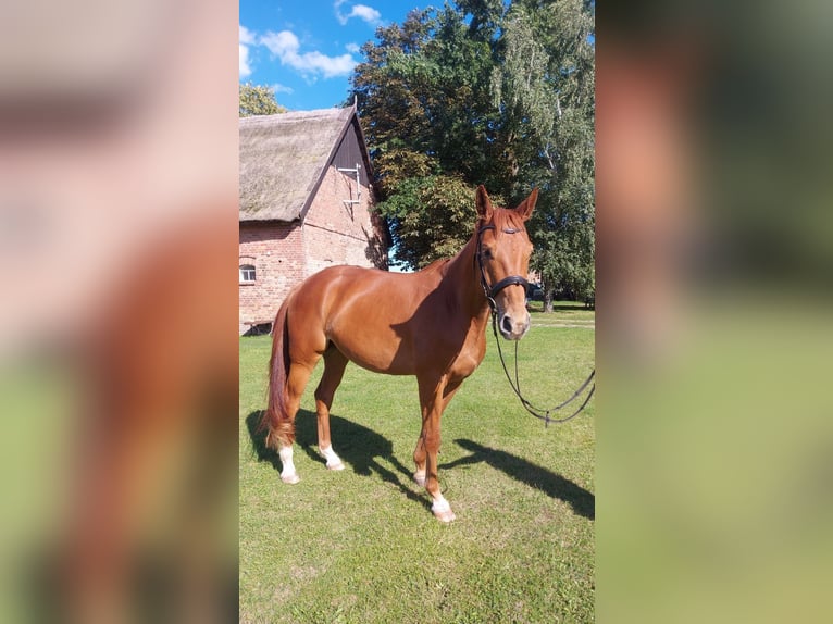 Hanoverian Gelding 4 years 17 hh Chestnut-Red in Bargischow OT Woserow