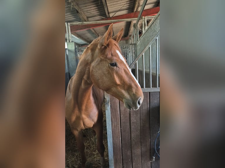 Hanoverian Gelding 4 years 17 hh Chestnut-Red in Winsen (Luhe)