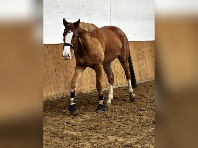 Hanoverian Gelding 4 years 17 hh Chestnut-Red in Wedemark
