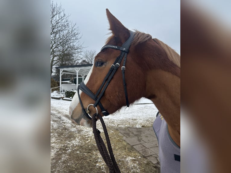 Hanoverian Gelding 4 years 17 hh Chestnut-Red in Wedemark