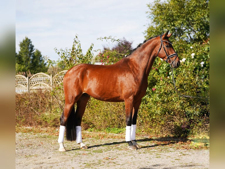 Hanoverian Gelding 4 years 17 hh in Hohenfelde
