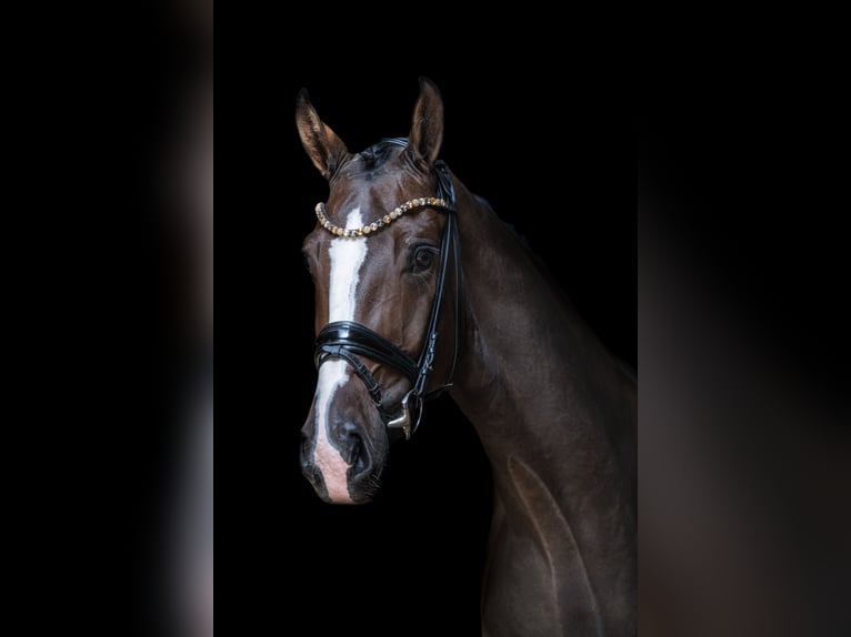 Hanoverian Gelding 4 years 17 hh in Wingst