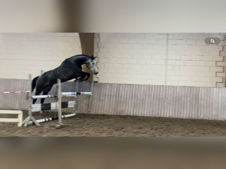 Hanoverian Gelding 4 years 17 hh Gray-Dapple in Schenklengsfeld