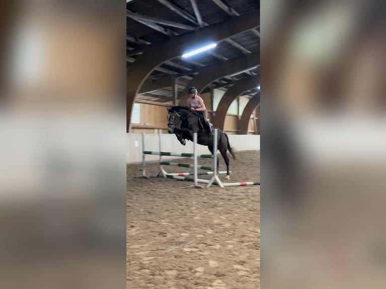 Hanoverian Gelding 4 years 17 hh Gray-Dapple in Schenklengsfeld