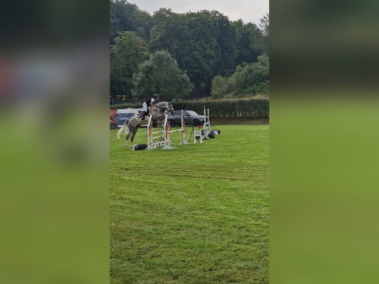 Hanoverian Gelding 4 years 17 hh Gray-Dapple in Würselen