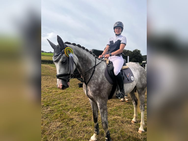 Hanoverian Gelding 4 years 17 hh Gray-Dapple in Würselen