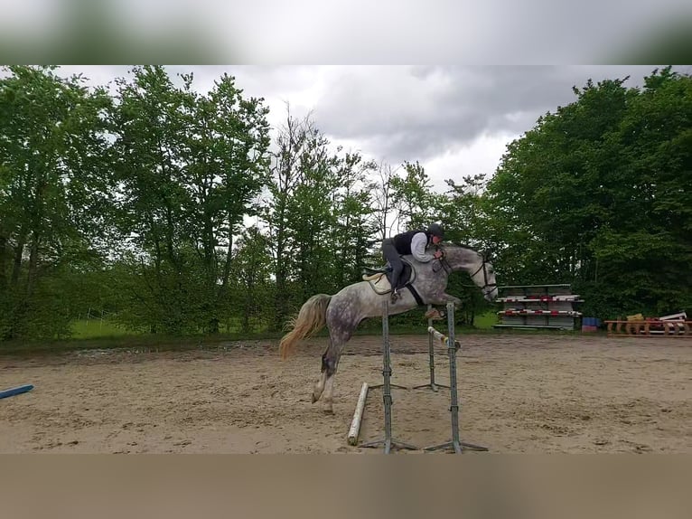 Hanoverian Gelding 4 years 17 hh Gray-Dapple in Würselen