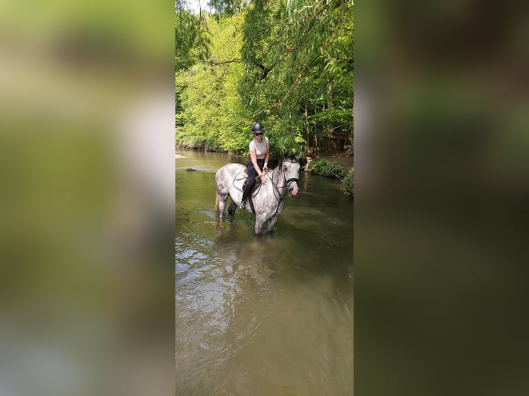 Hanoverian Gelding 4 years 17 hh Gray-Dapple in Würselen