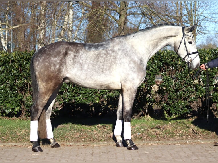 Hanoverian Gelding 4 years 17 hh Grey in Selsingen