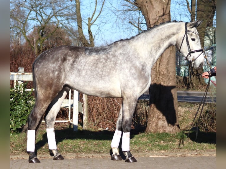 Hanoverian Gelding 4 years 17 hh Grey in Selsingen
