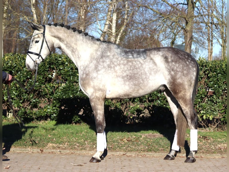 Hanoverian Gelding 4 years 17 hh Grey in Selsingen