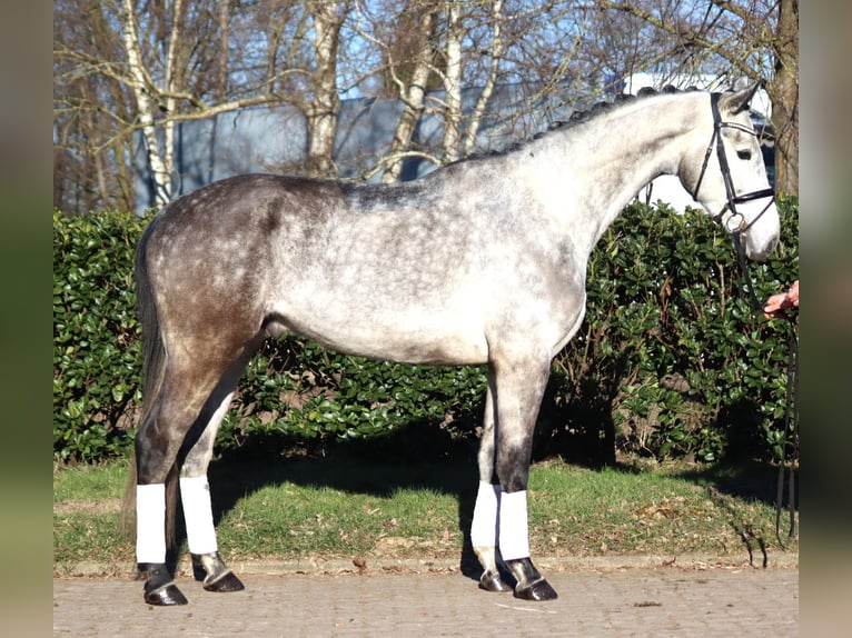 Hanoverian Gelding 4 years 17 hh Grey in Selsingen