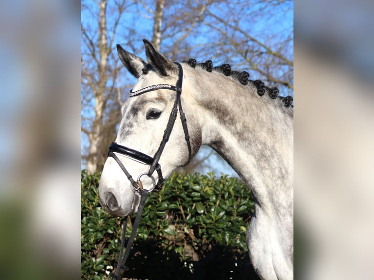Hanoverian Gelding 4 years 17 hh Grey in Selsingen