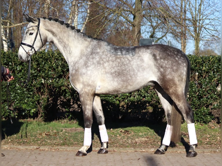 Hanoverian Gelding 4 years 17 hh Grey in Selsingen