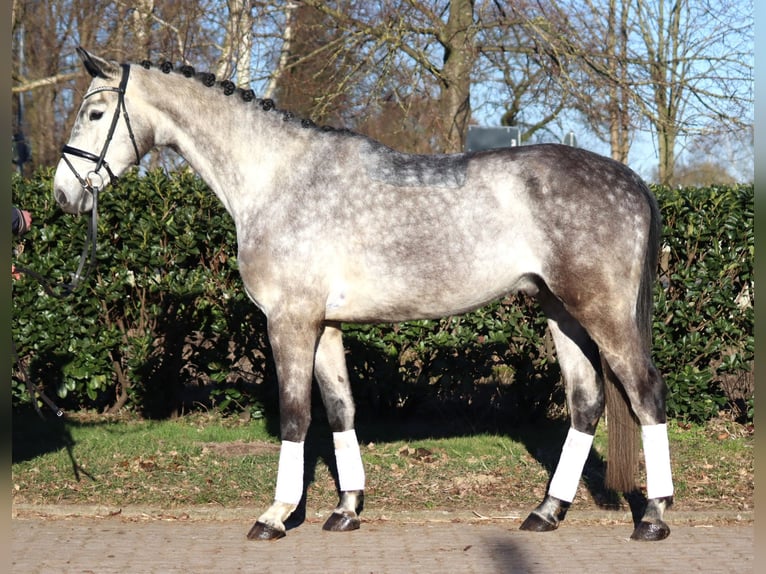 Hanoverian Gelding 4 years 17 hh Grey in Selsingen