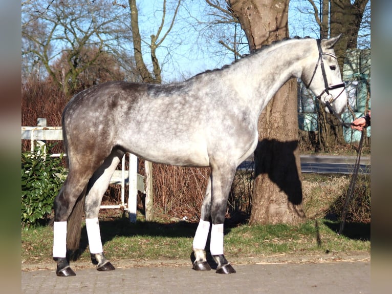 Hanoverian Gelding 4 years 17 hh Grey in Selsingen