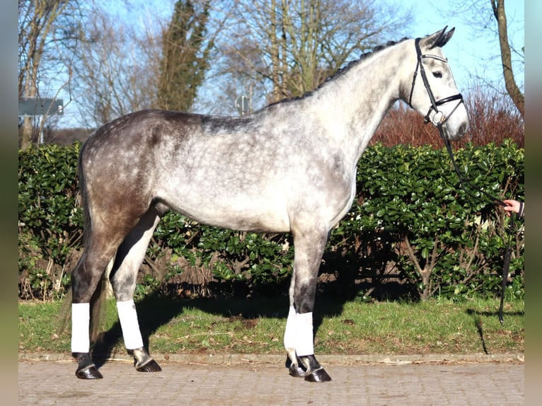 Hanoverian Gelding 4 years 17 hh Grey in Selsingen