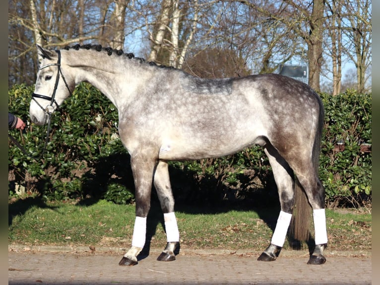 Hanoverian Gelding 4 years 17 hh Grey in Selsingen