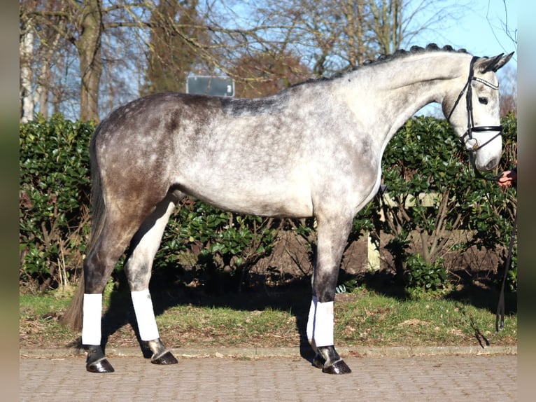 Hanoverian Gelding 4 years 17 hh Grey in Selsingen