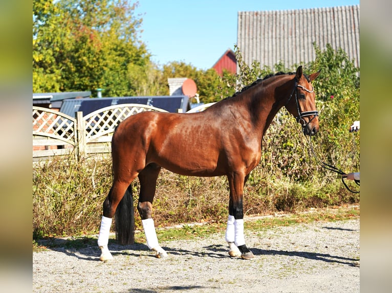 Hanoverian Gelding 4 years 17 hh in Hohenfelde