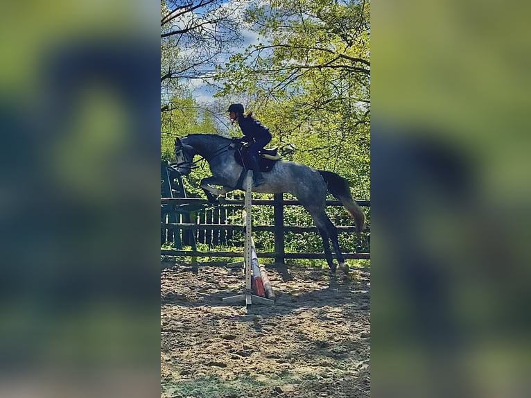 Hanoverian Gelding 4 years 17 hh in Dorsten