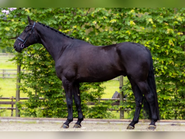 Hanoverian Gelding 4 years 17 hh Smoky-Black in Perl