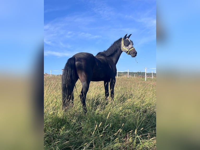 Hanoverian Gelding 4 years 17 hh Smoky-Black in Darmstadt