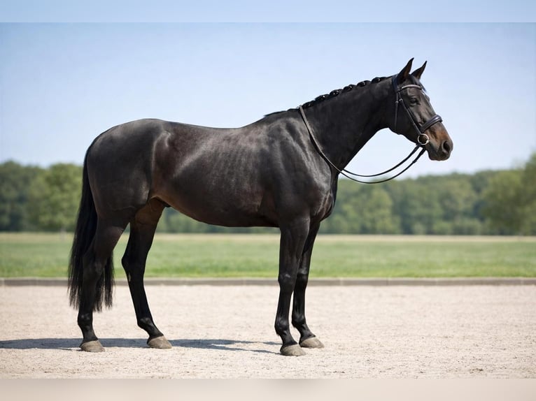 Hanoverian Gelding 4 years 17 hh Smoky-Black in Darmstadt