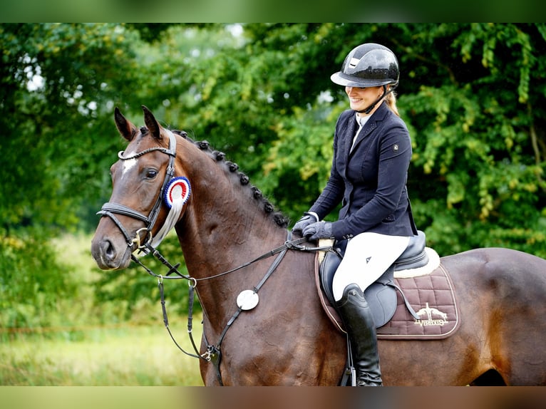 Hanoverian Gelding 4 years 17 hh Smoky-Black in Hohenfelde