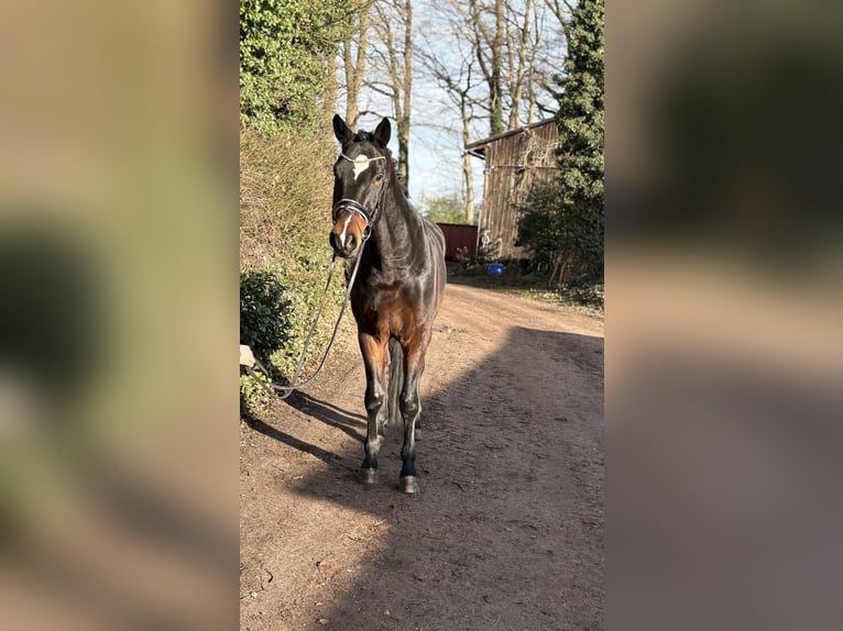 Hanoverian Gelding 4 years 17,1 hh Bay-Dark in Kirchlinteln